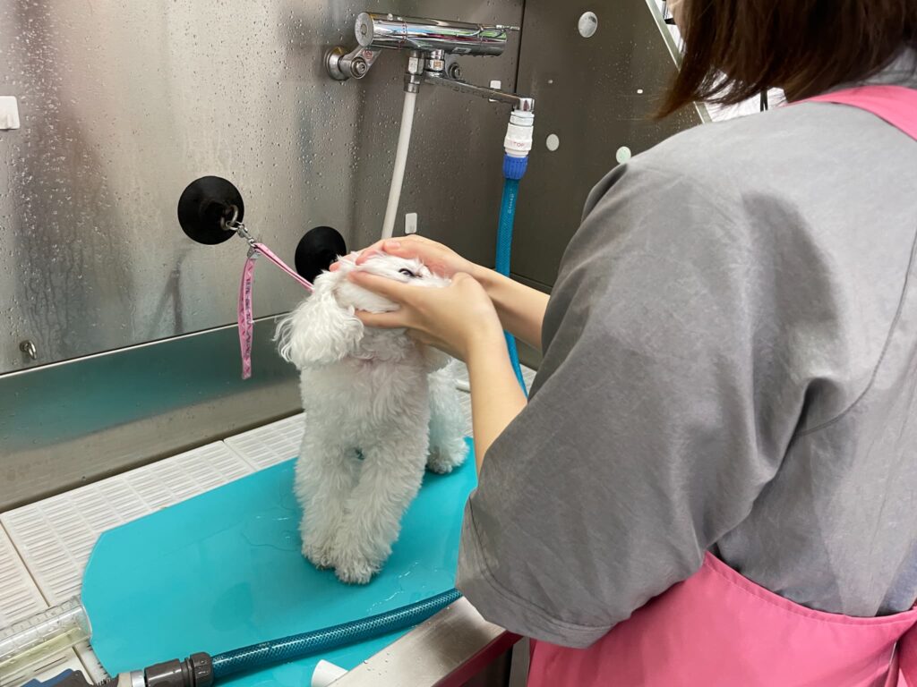 トリミング施術の流れ10