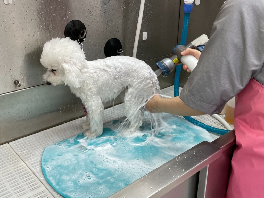 トリミング施術の流れ11