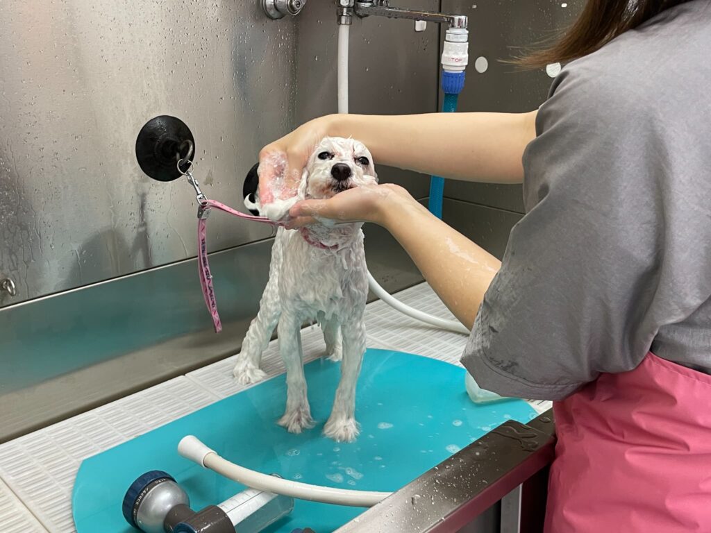 トリミング施術の流れ12