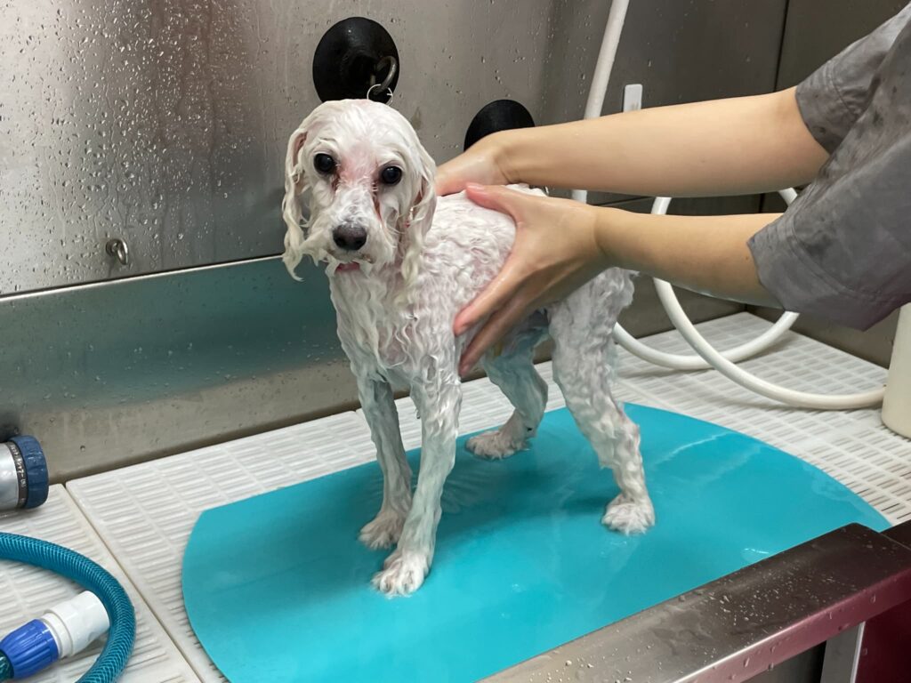 トリミング施術の流れ13