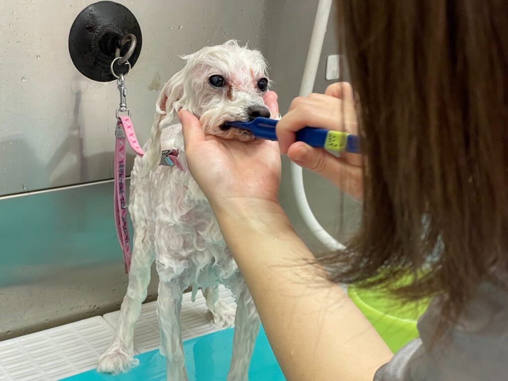 トリミング施術の流れ14