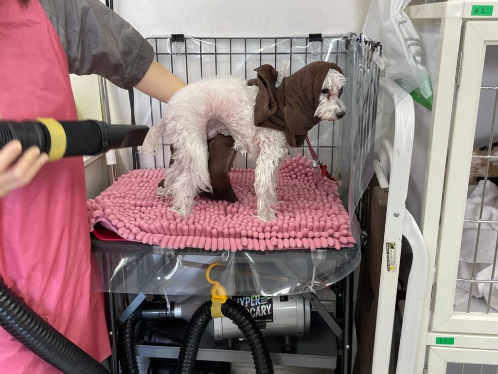 トリミング施術の流れ15