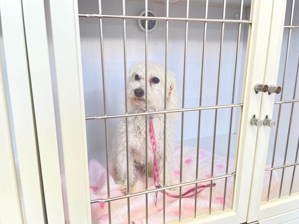 トリミング施術の流れ17