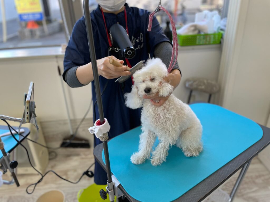 トリミング施術の流れ18