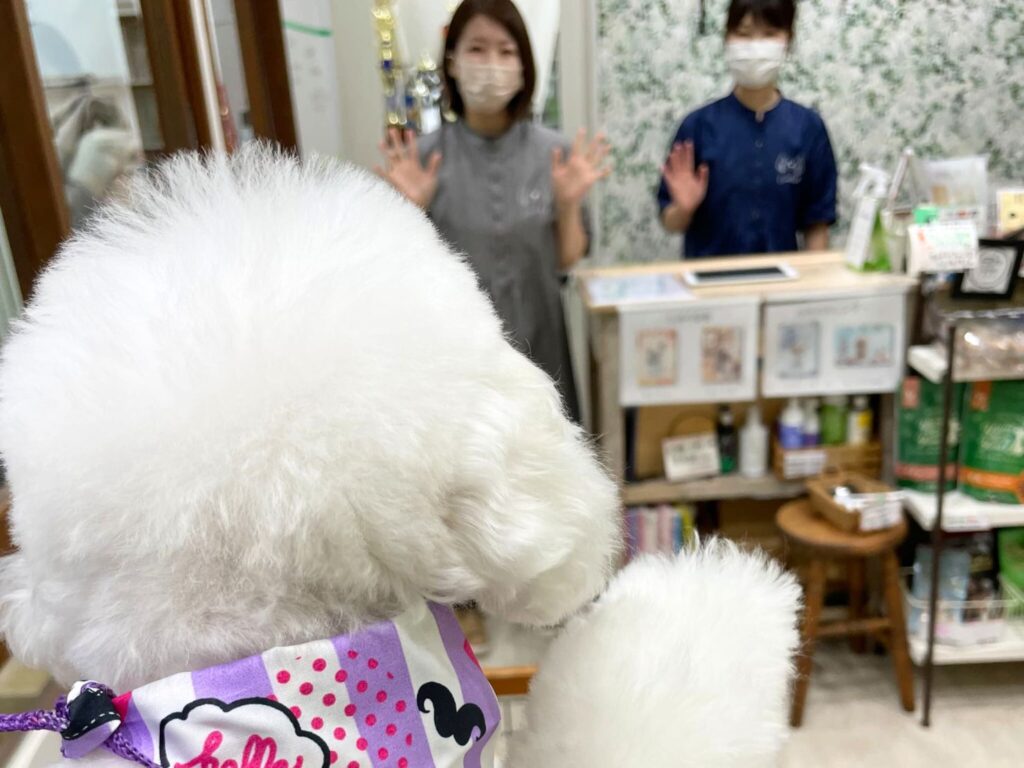 トリミング施術の流れ25