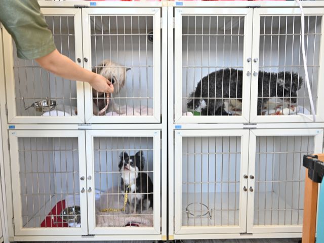 ゲージに入っている3頭の犬