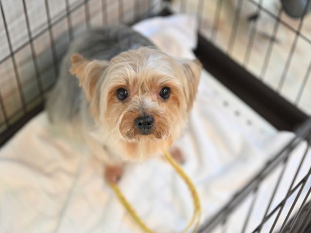 ゲージに入っているヨークシャテリア