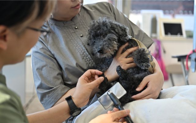 ブラッシングされているトイプードル