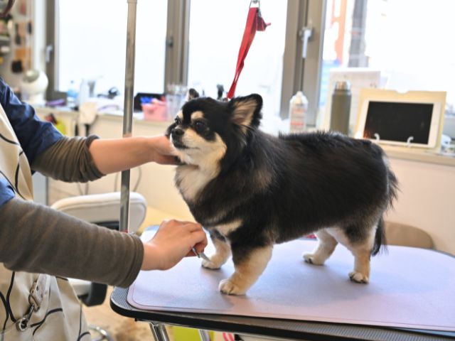 トリミングリード