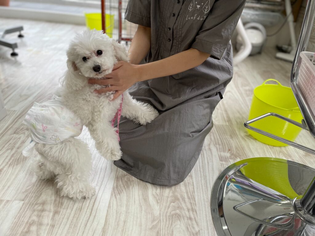 トリミング施術の流れ4