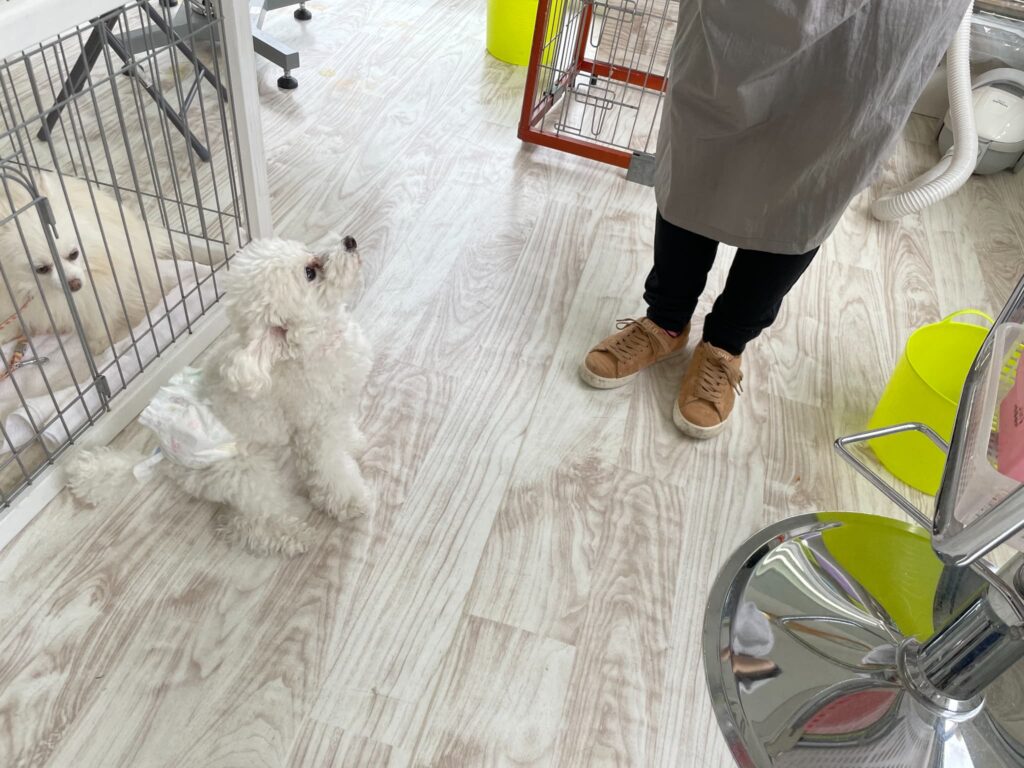 トリミング施術の流れ5