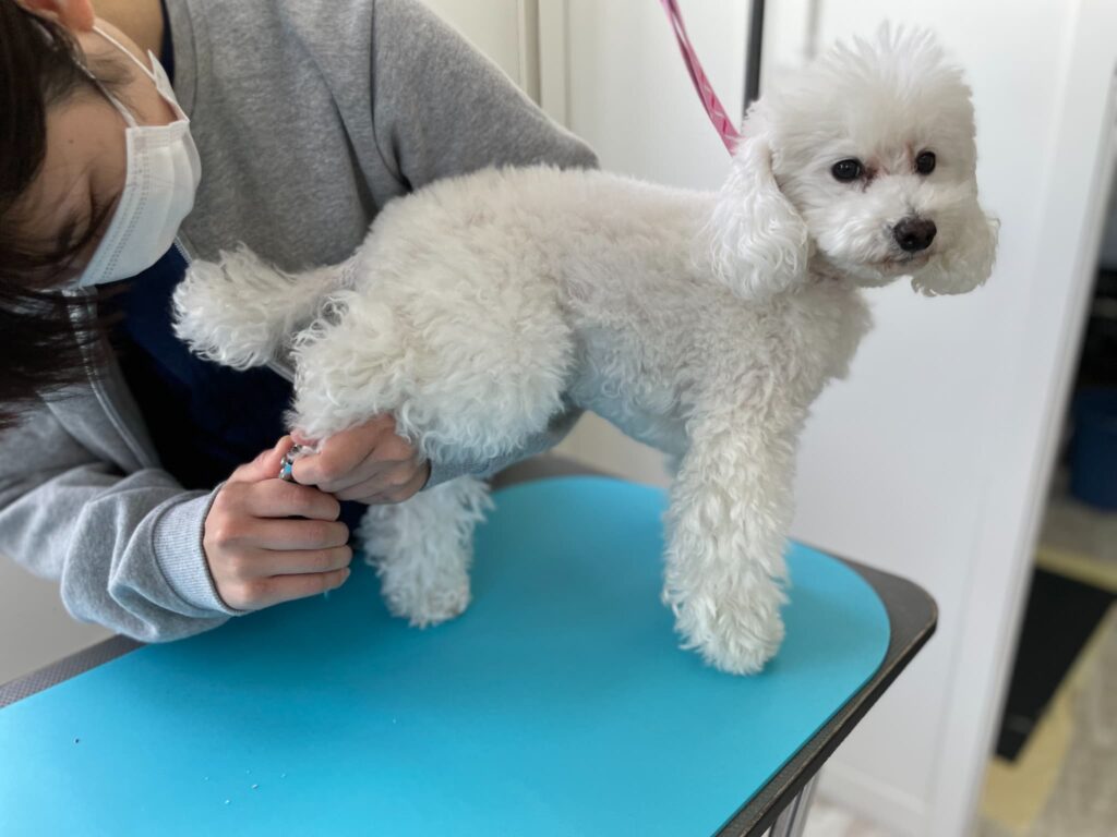 トリミング施術の流れ7