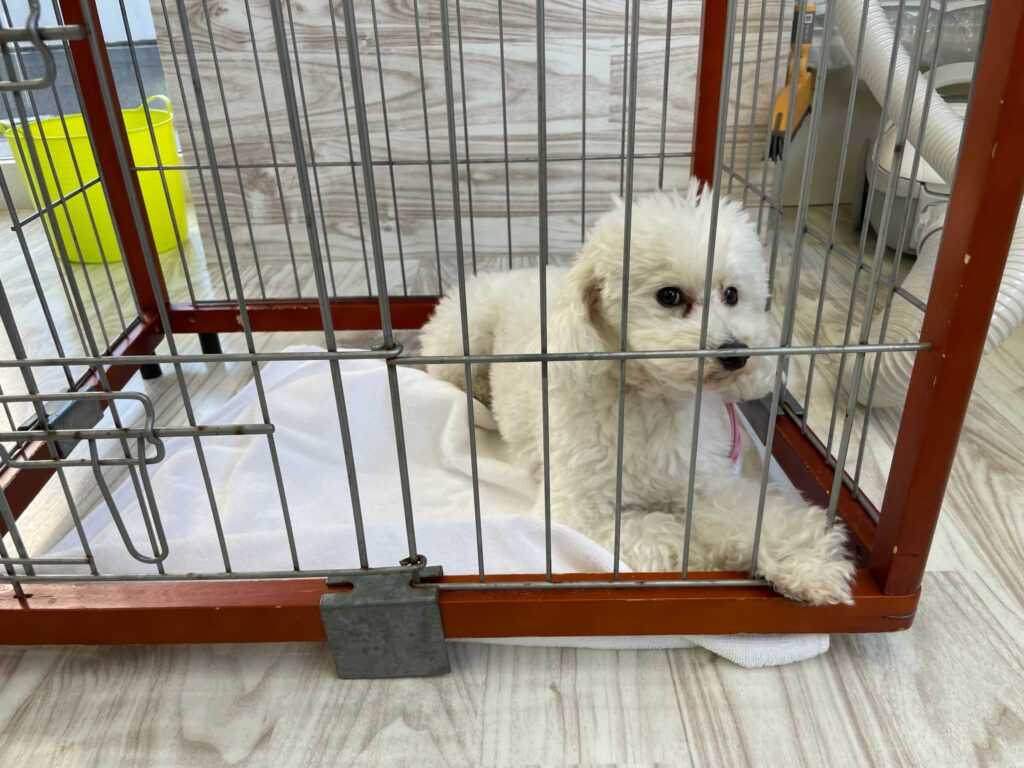 トリミング施術の流れ9