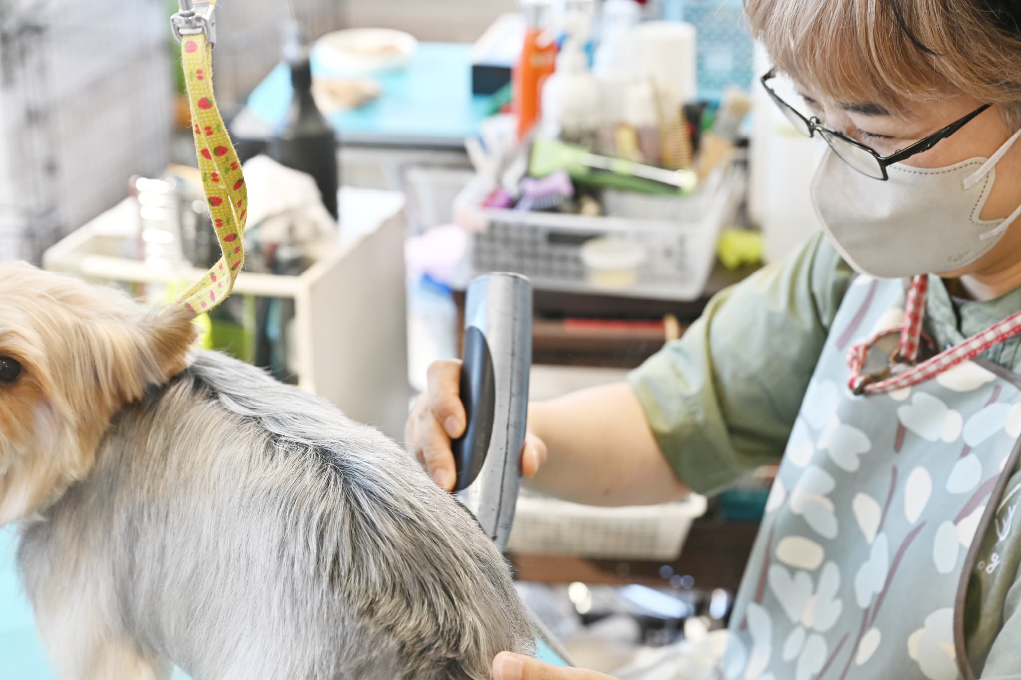 バリカンでカットされているヨークシャーテリア