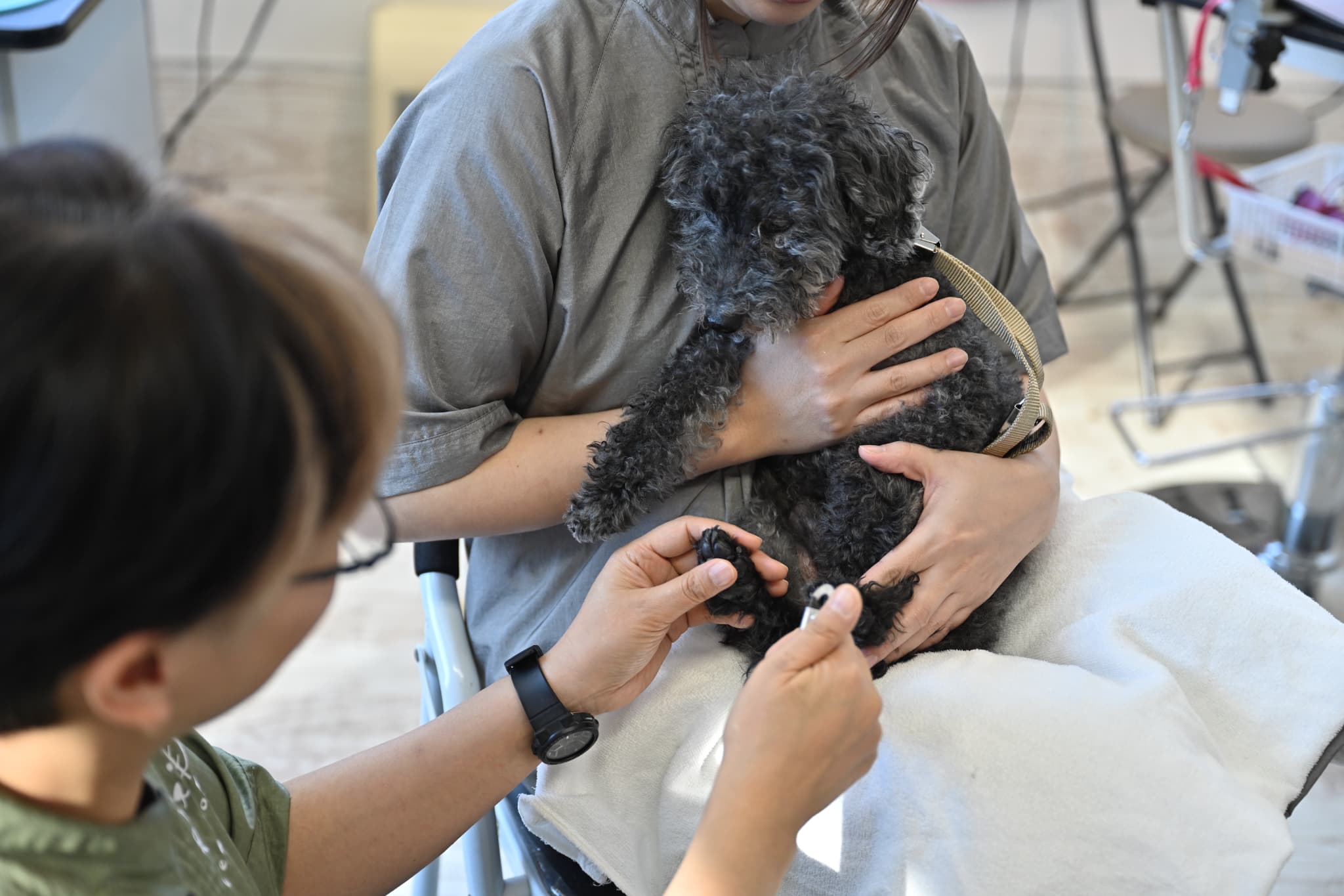 爪切りされているトイプードル