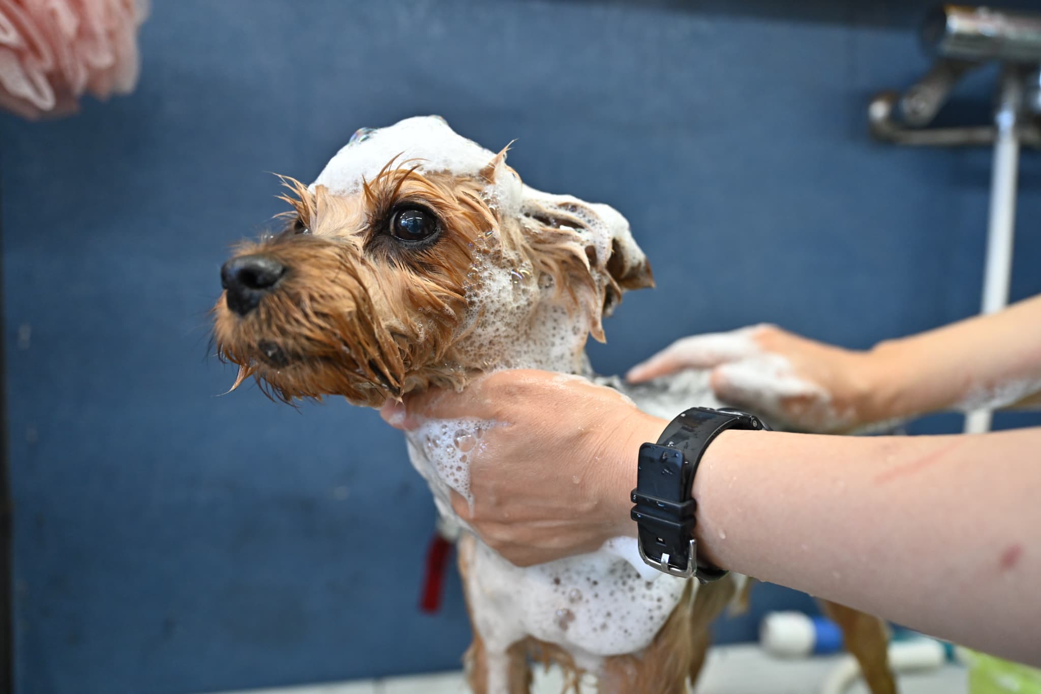 シャンプーされているわんちゃん