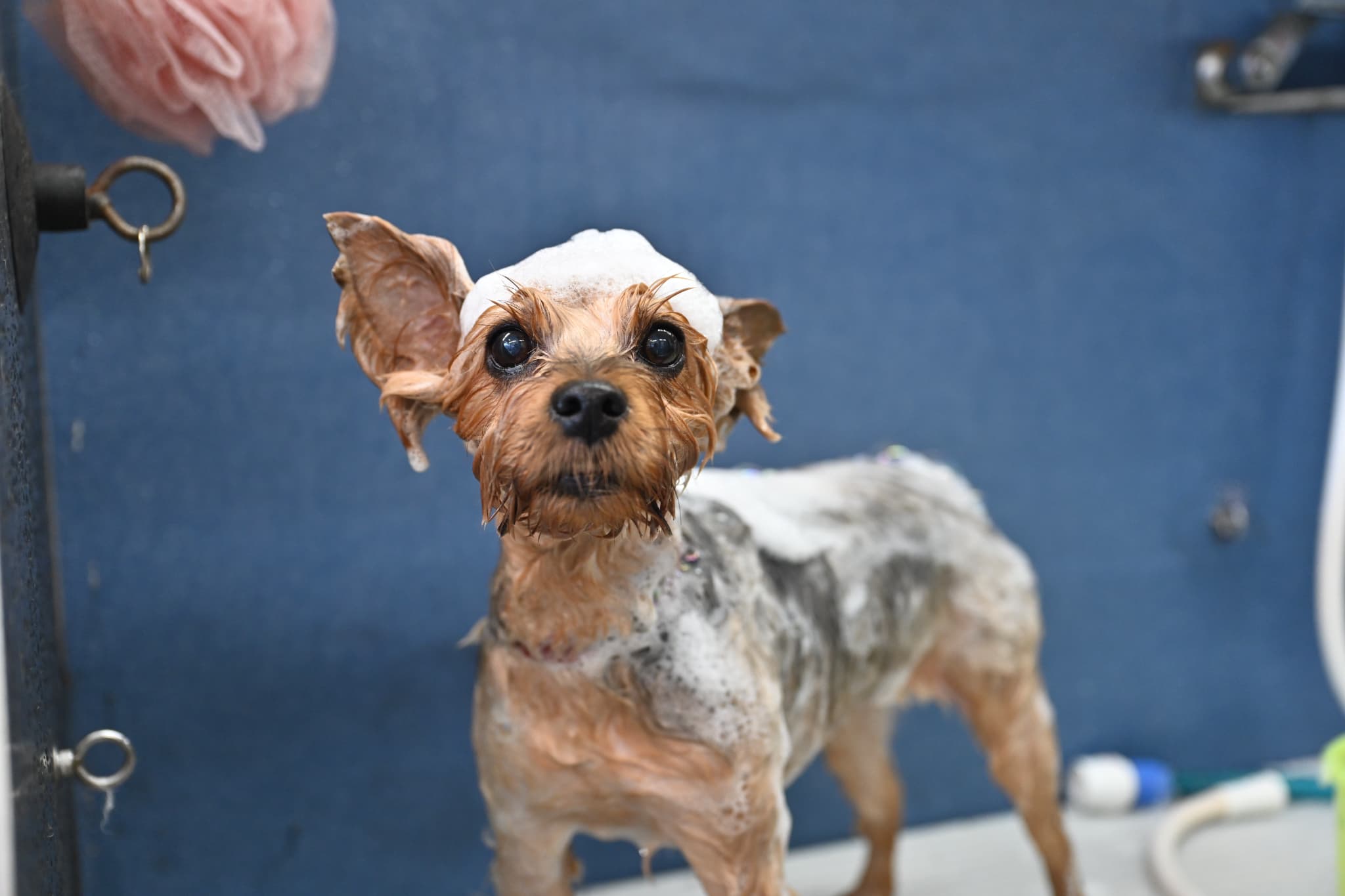 シャンプーしているわんちゃん