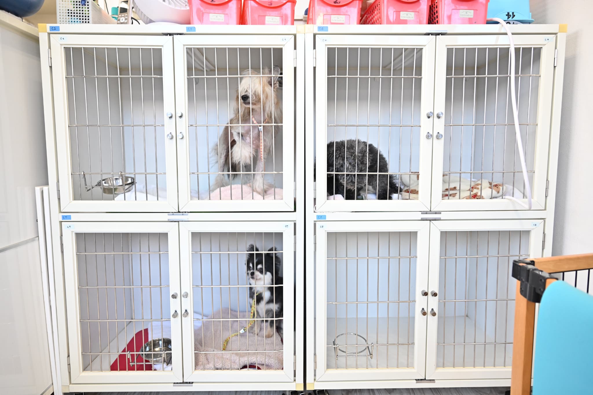 滞在している3頭の犬