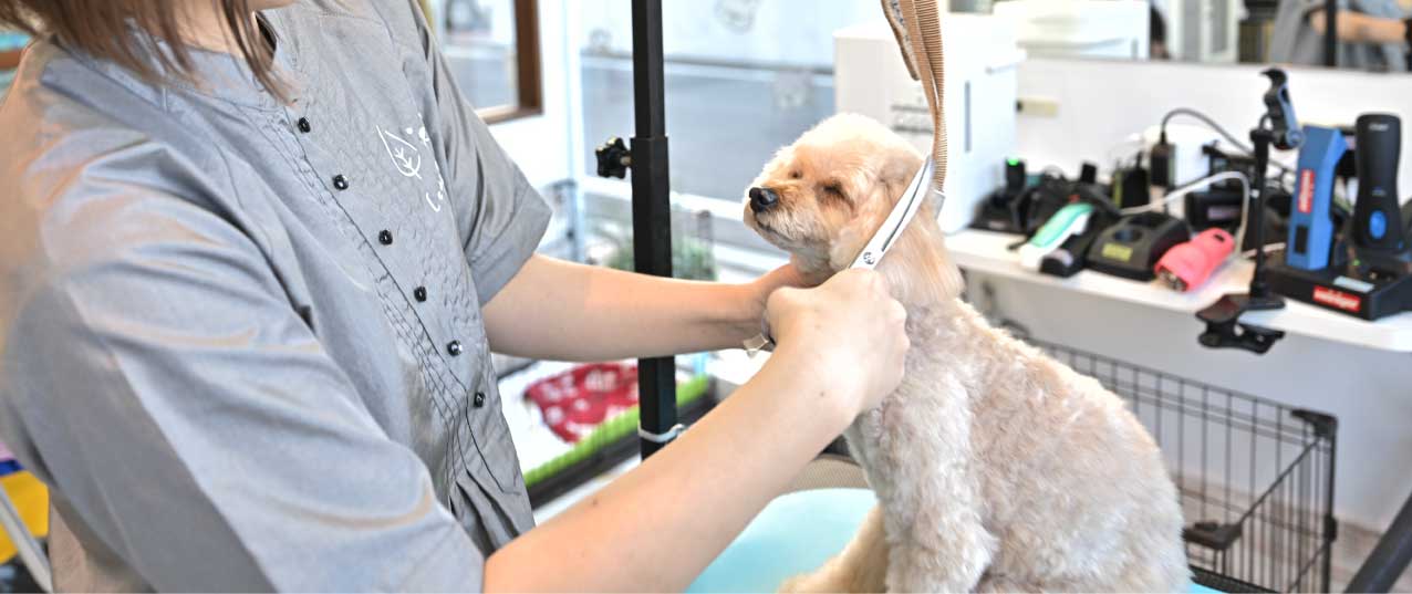 カットされているトイプードル