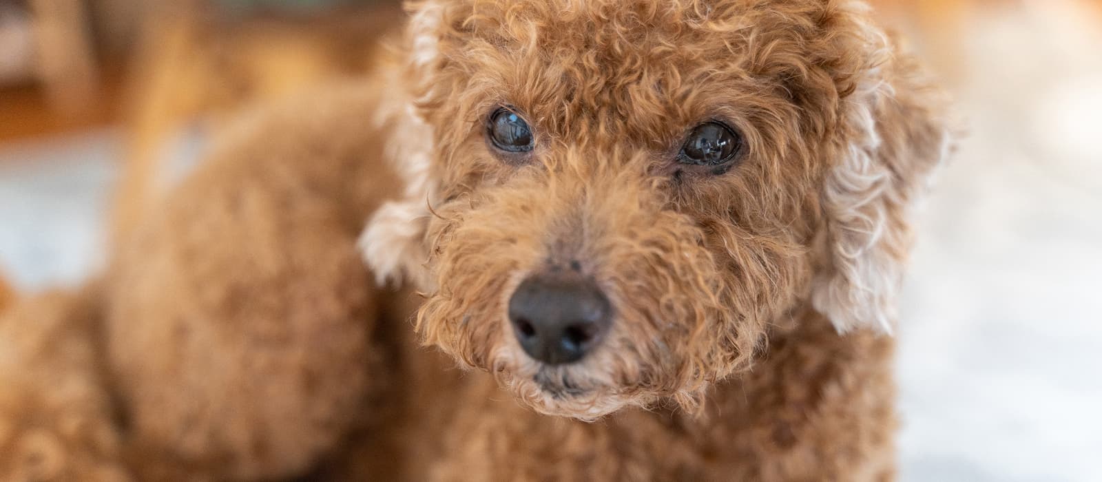 老犬のトイプードル